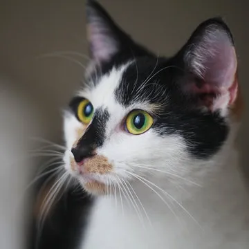 技术支持工程师（示意图）